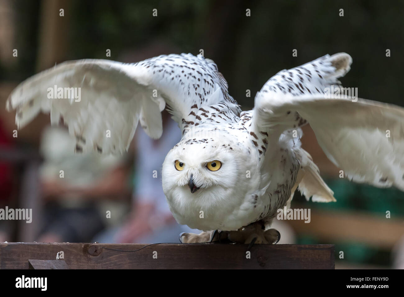 Civetta delle nevi (Bubo scandiacus) prendendo il largo Foto Stock