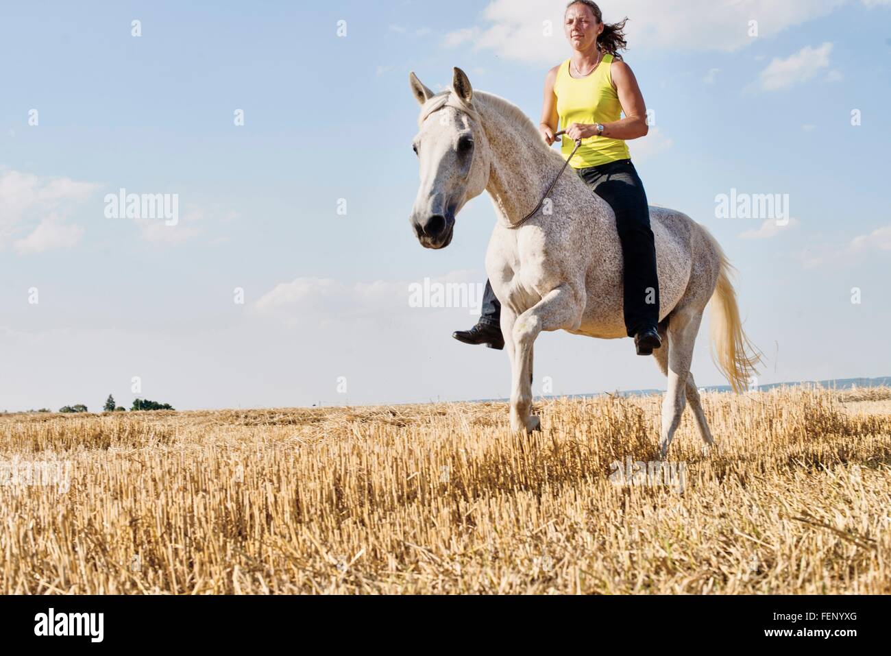 Equitazione donna cavallo grigio bareback nel campo Foto Stock