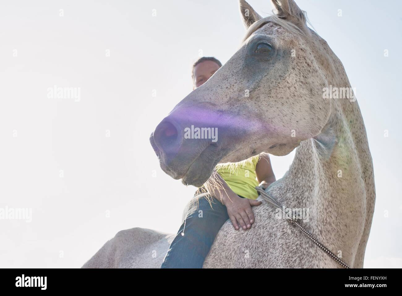 Basso angolo di visione della donna di equitazione cavallo grigio bareback Foto Stock