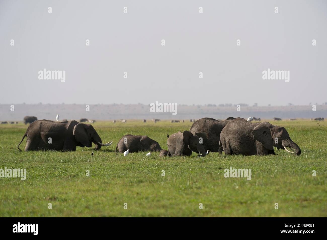 L'elefante africano (Loxodonta africana), Amboseli National Park, Kenya, Africa Foto Stock