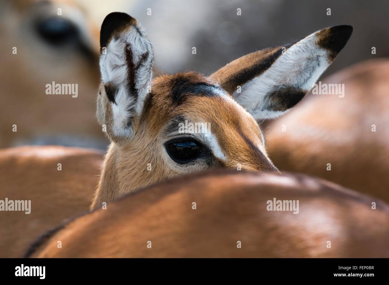 Impala (Aepyceros melampus), il lago Nakuru National Park, Kenya Foto Stock