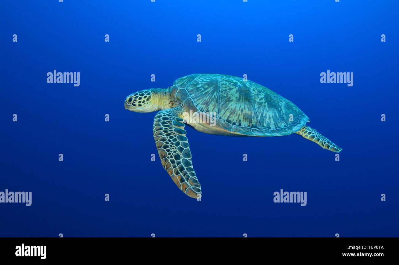 Tartaruga Verde a nuotare in mare Foto Stock