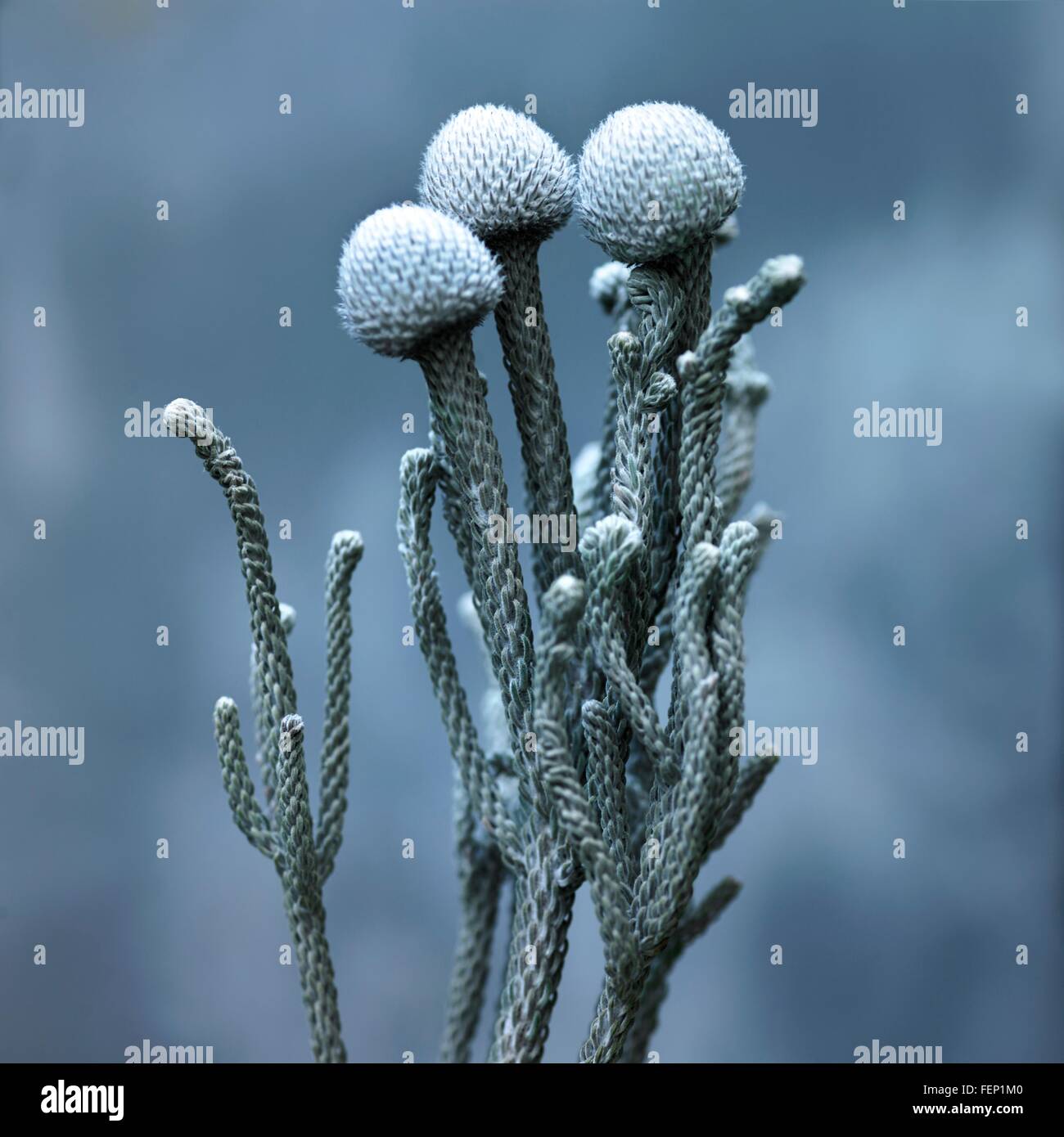 Close up grigio blu fiore Foto Stock