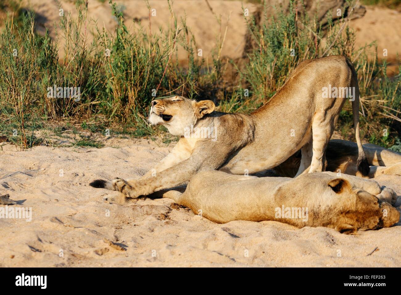 Leonessa stretching, Sabi Sand Game Reserve, Sud Africa Foto Stock