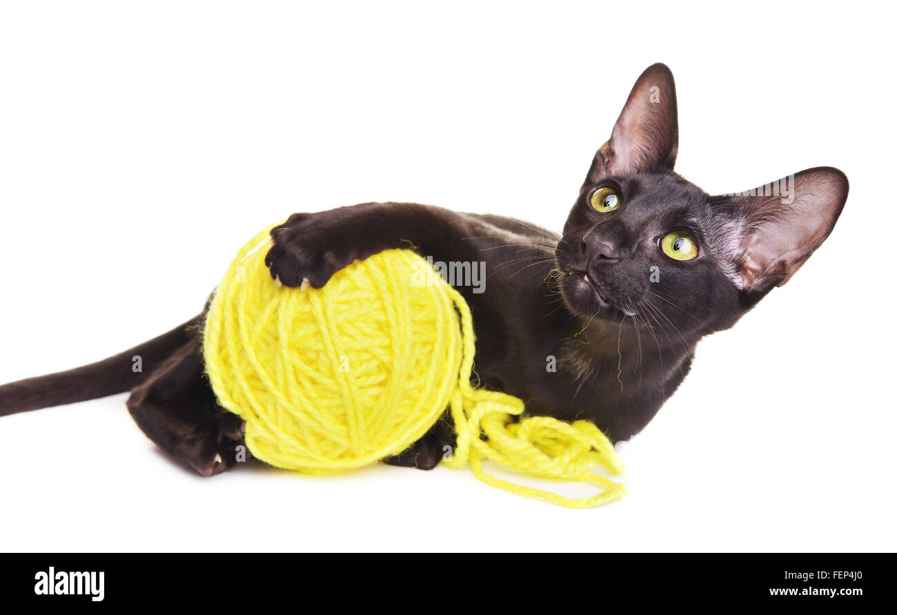 Black oriental shorthair cat giocare con palla di lana, isolato su bianco Foto Stock