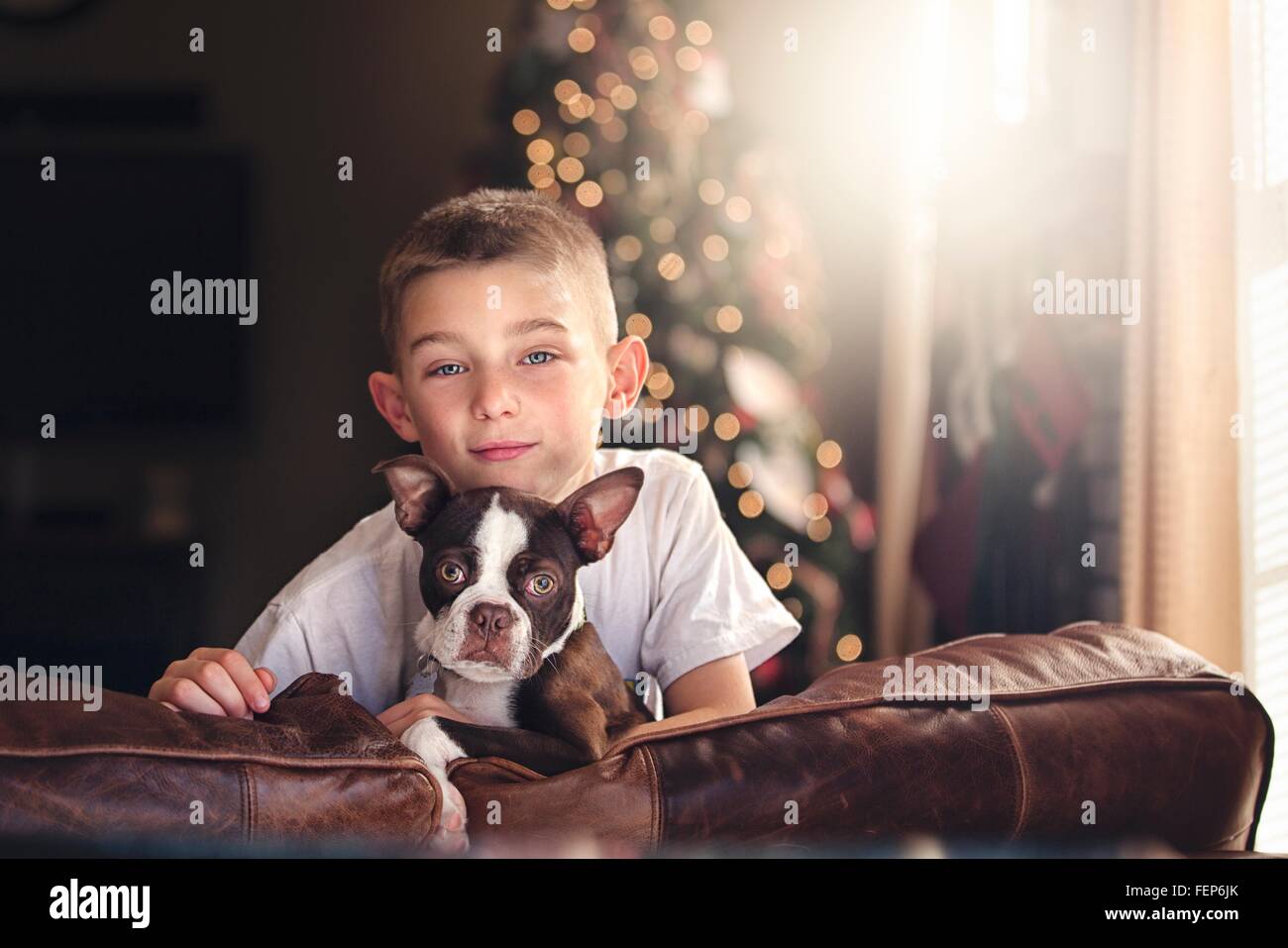 Ritratto di ragazzo e Boston Terrier sul divano davanti dell albero di natale Foto Stock