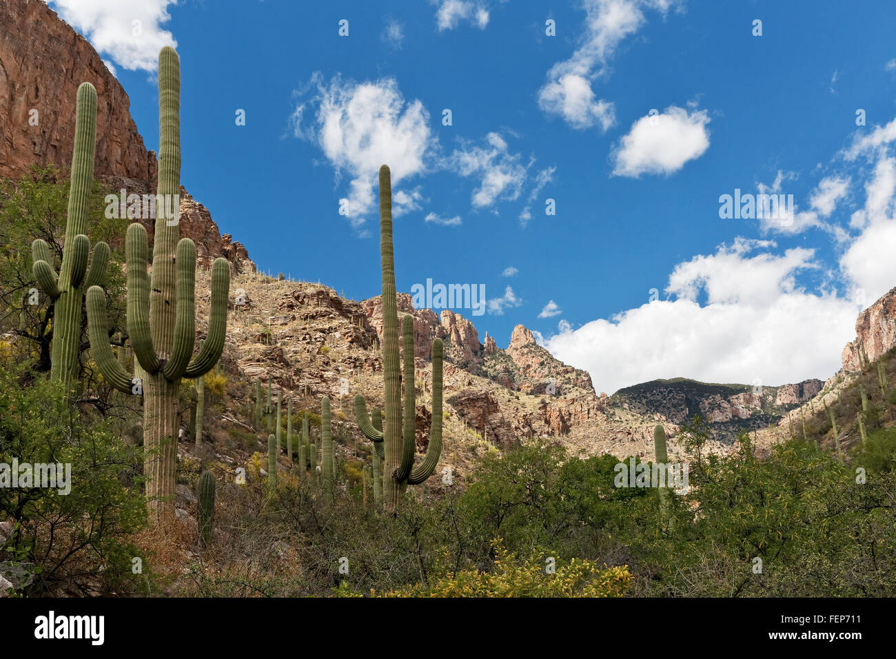 Finger Rock Canyon, Tucson, Arizona Foto Stock