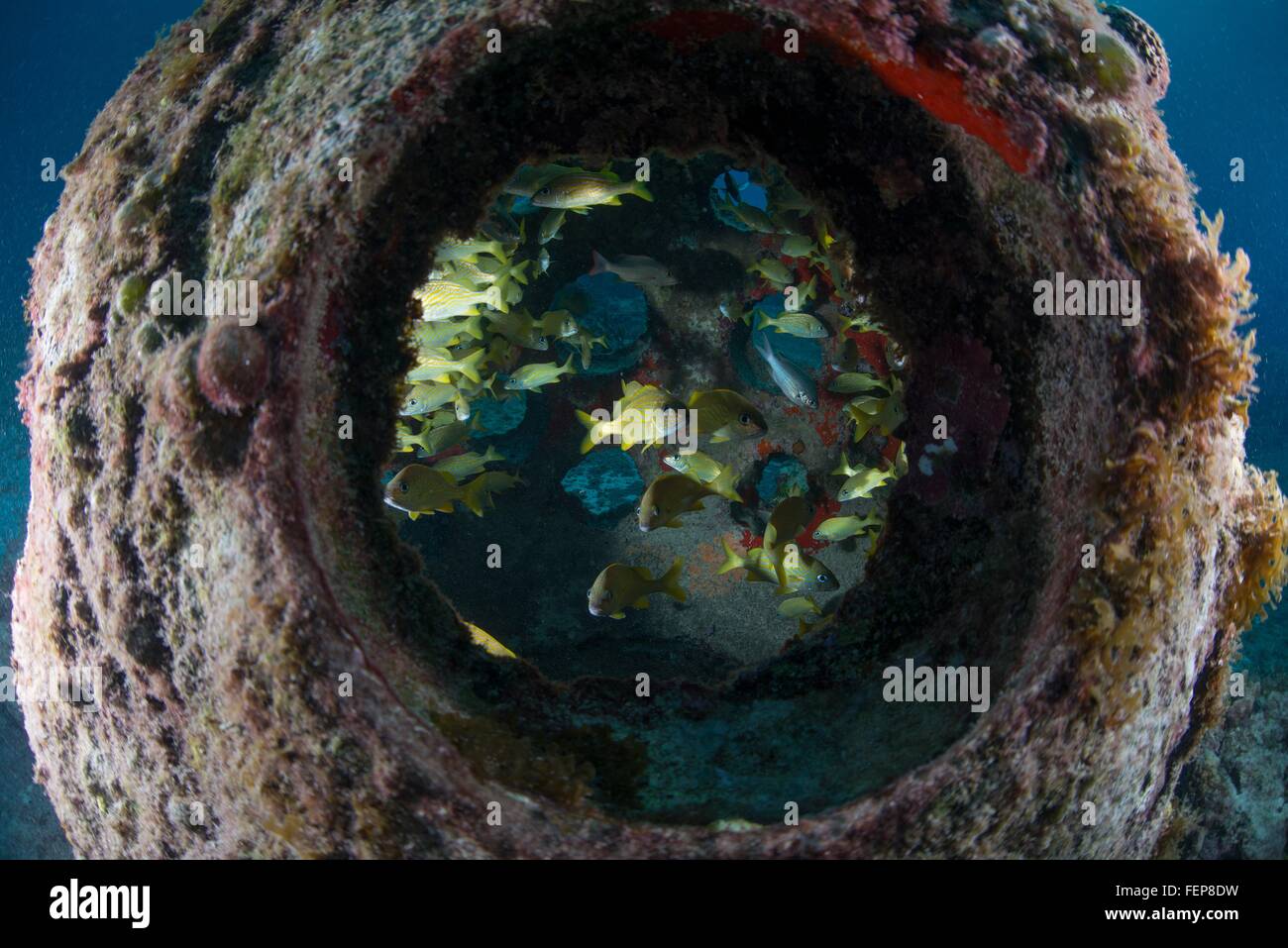 Vista subacquea attraverso il reef artificiale di pesci colorati, Isola di Cozumel, Messico Foto Stock