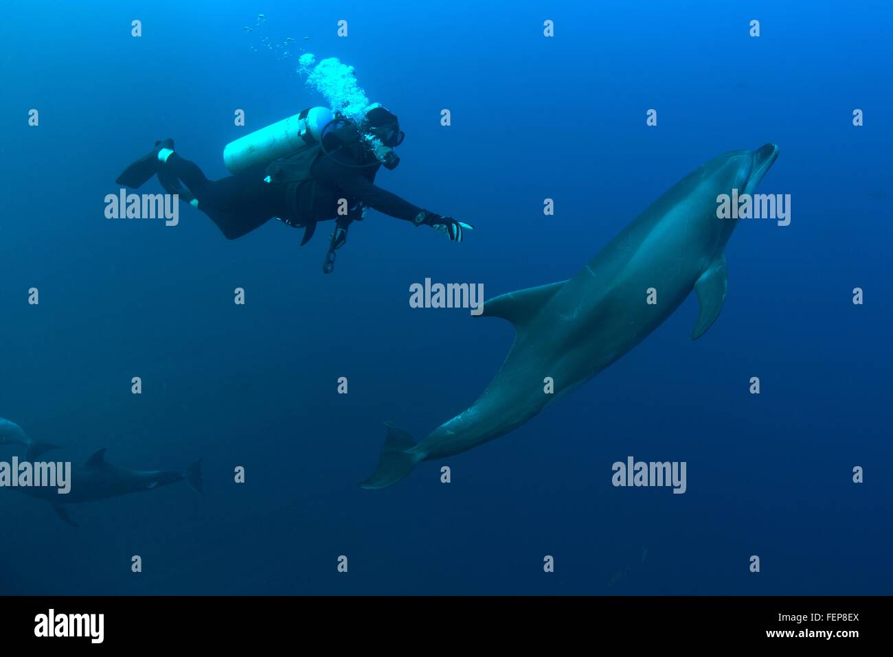Vista subacquea del subacqueo per raggiungere il tursiope o delfino maggiore, Revillagigedo Islands, Colima, Messico Foto Stock