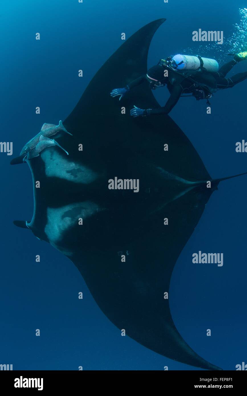 Vista subacquea del subacqueo toccando pacifico gigante manta ray, Revillagigedo Islands, Colima, Messico Foto Stock