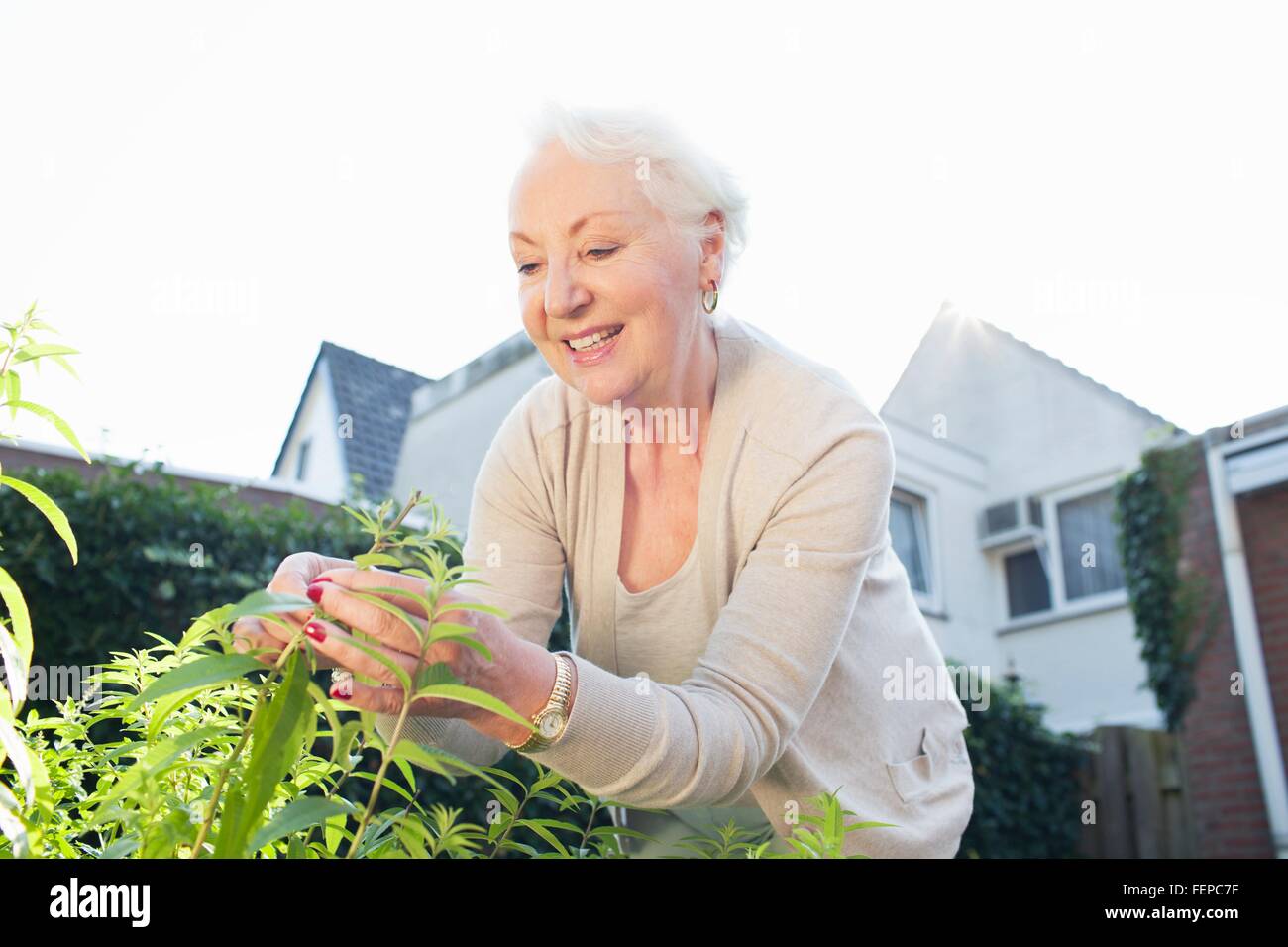Senior donna in giardino, raccolta di erbe aromatiche Foto Stock