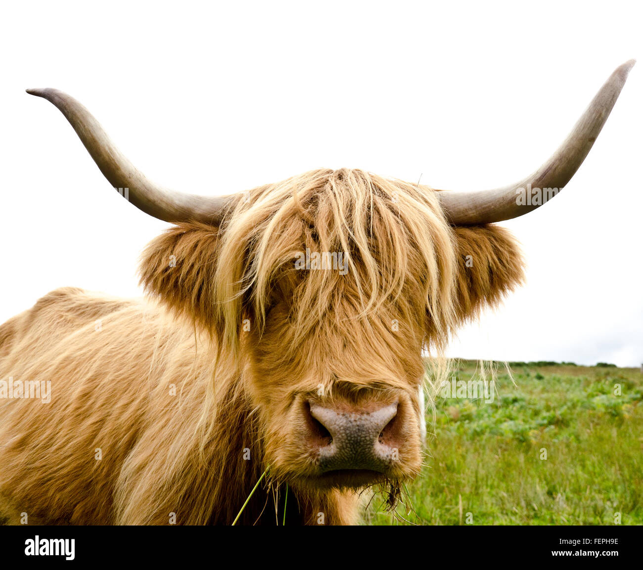 Scottish highland mucca con grandi corna Foto Stock