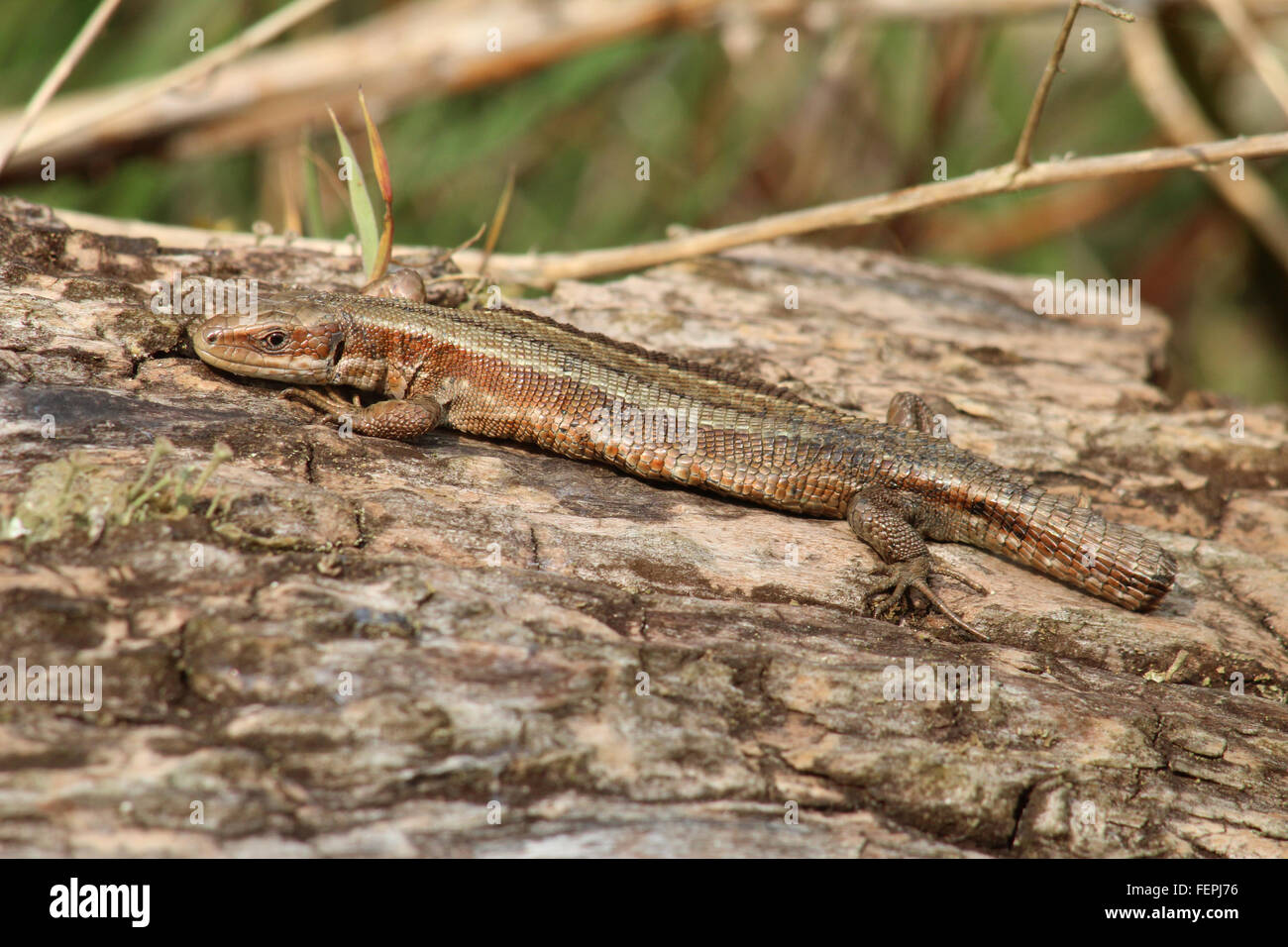 Comune Tailless Lizard crogiolarsi su un log. Foto Stock