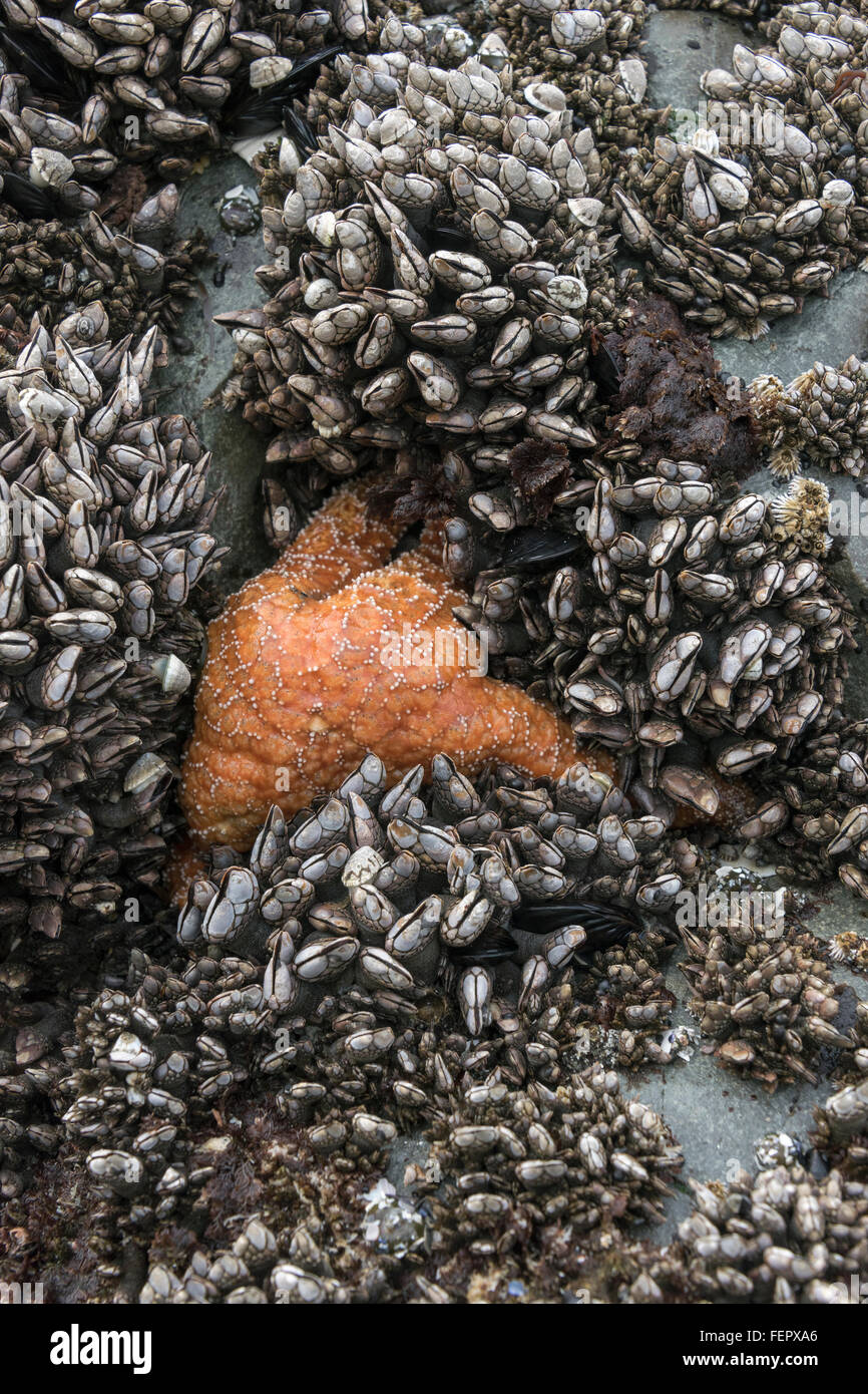 Stella di mare (Piaster ochraceus) oca e cirripedi, verticale, Chesterman Beach, Tofino, British Columbia Foto Stock