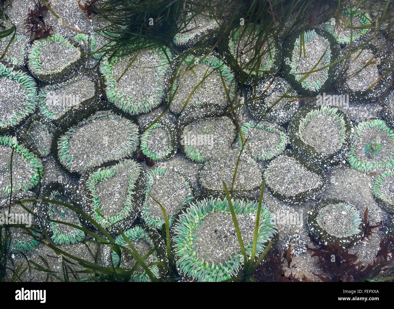 Di sabbia coperte di anemoni, Chesterman Beach, Tofino, British Columbia Foto Stock