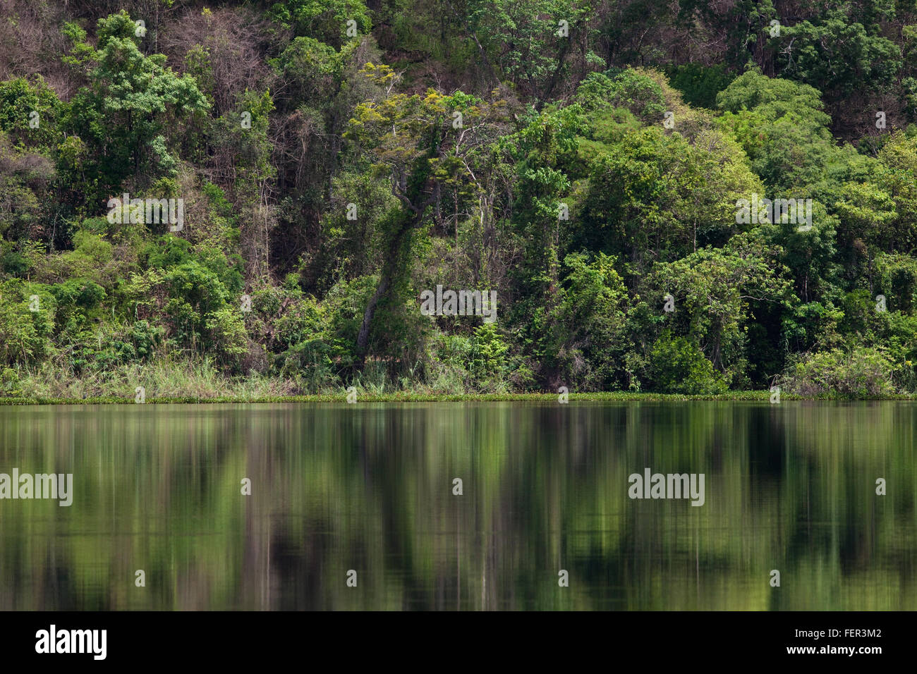Asciugare la foresta tropicale e riflessi nelle acque del lago Ravelobe. Ankarafantsika. Parco nazionale. A nord ovest del Madagascar. Foto Stock