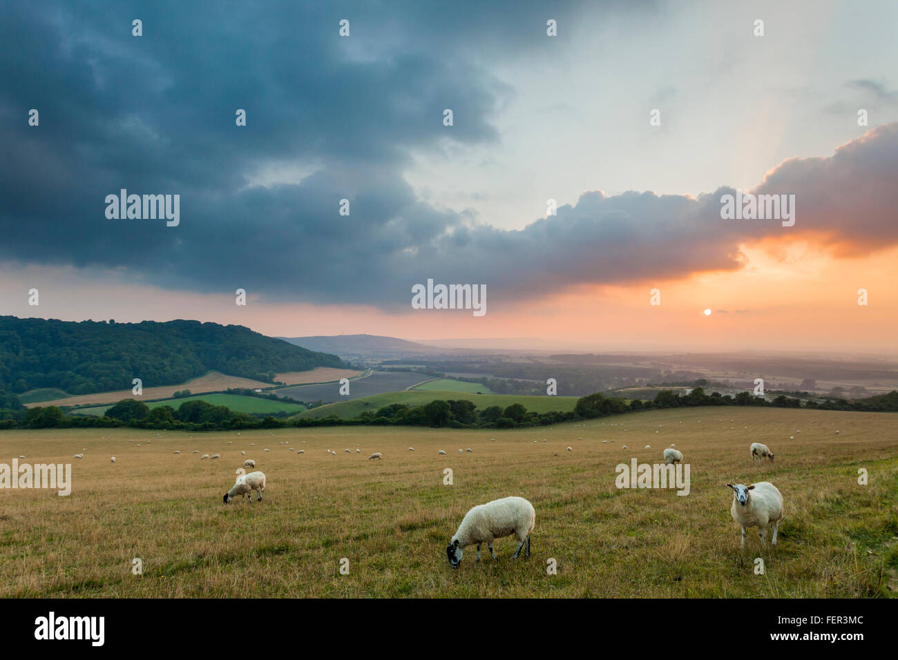 Pecore in South Downs national park, west sussex, in Inghilterra. sera d'estate. Foto Stock