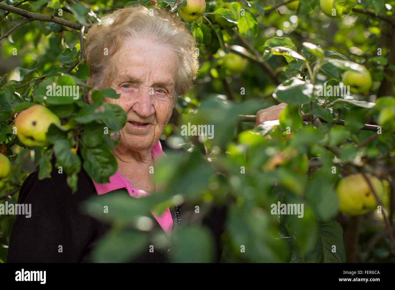 Donna anziana ritratto in un meleto. Foto Stock