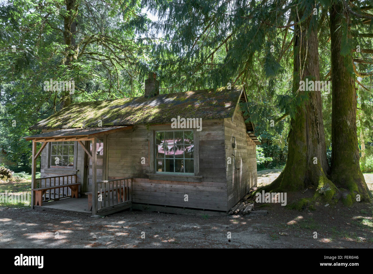 Vecchia casa in legno sotto alcune grandi Douglas abeti, McLean Mill, Alberni Valley, British Columbia Foto Stock