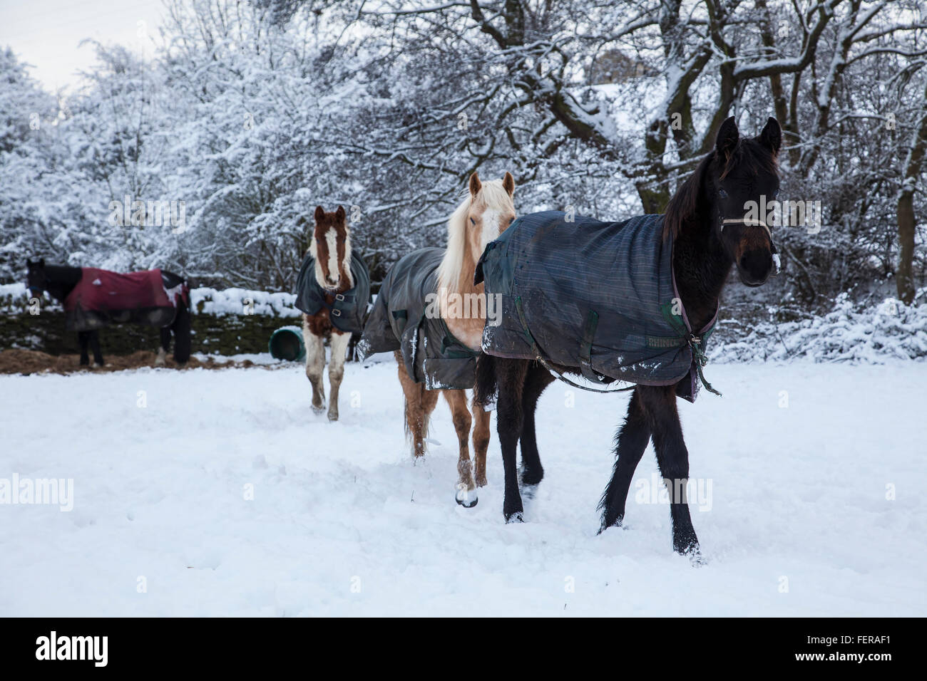 Cavalli trascinarsi faticosamente attraverso la neve nello Yorkshire durante la metà di inverno Foto Stock