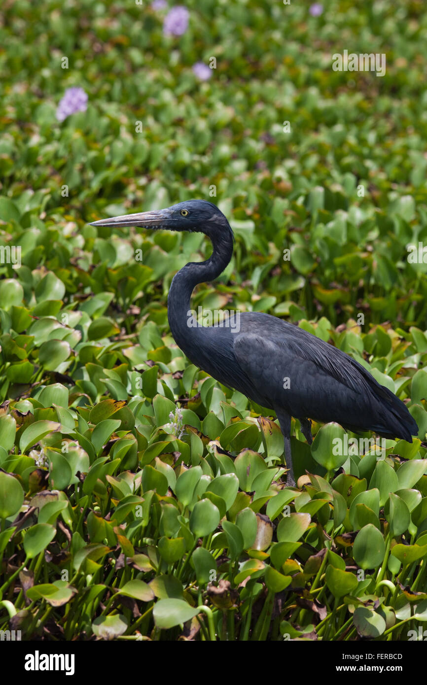 MADAGASCAR O HUMBLOT di airone rosso (Ardea HUMBLOTI). In piedi su un letto flottante di giacinto di acqua (Eichornia crassipes). Lac Ravelobe. Madagascar. Foto Stock