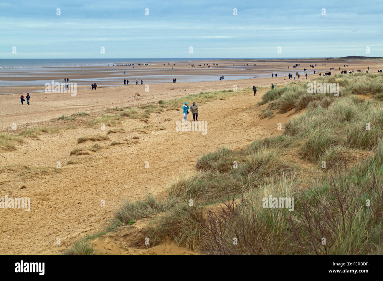 Capodoglio (Physeter macrocephalus) . Litorale, in alto a sinistra, il corpo di un 14 metri di lunghezza della spiaggiata animale, Hunstanton, North Norfolk. Foto Stock