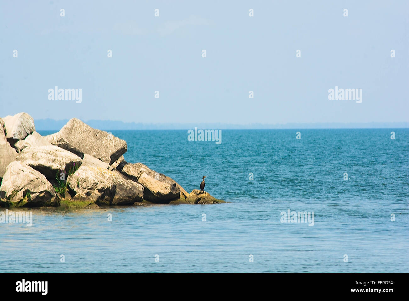 Lonely bird nell'oceano Foto Stock