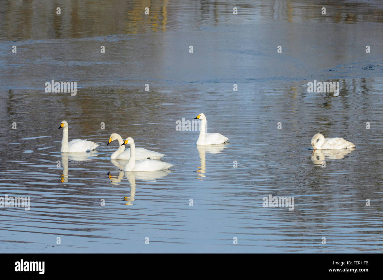 Un gregge di cinque Whooper cigni Cygnus cygnus in acqua Foto Stock