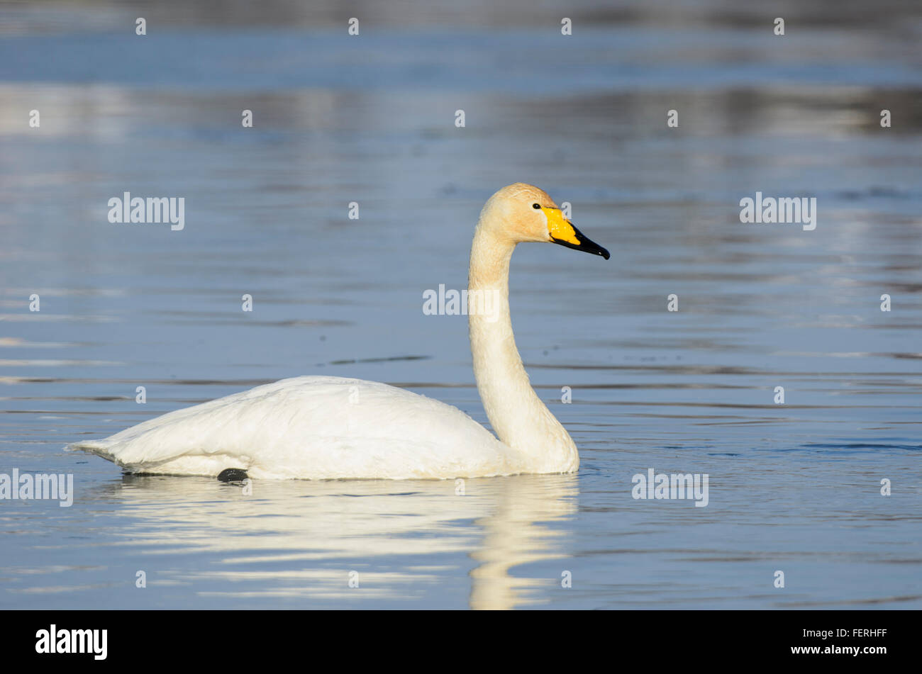 Whooper Swan Cygnus cygnus in acqua Foto Stock