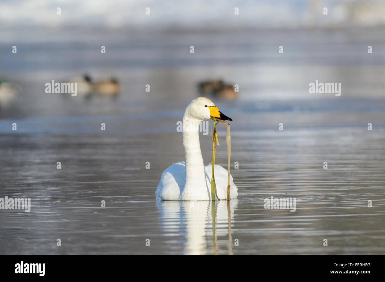 Whooper Swan Cygnus cygnus alimentando in acqua Foto Stock