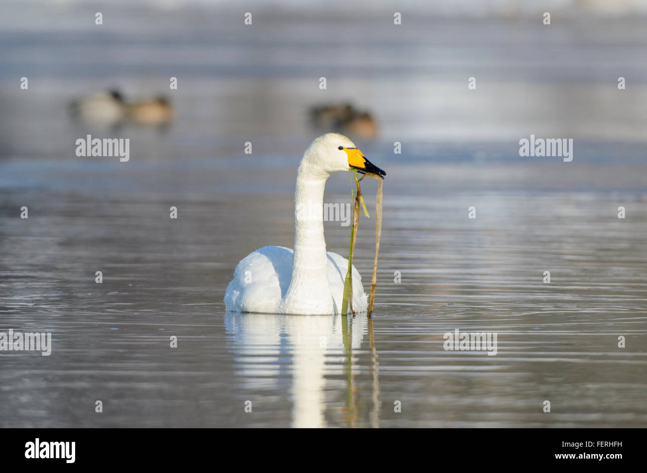 Whooper Swan Cygnus cygnus alimentando in acqua Foto Stock