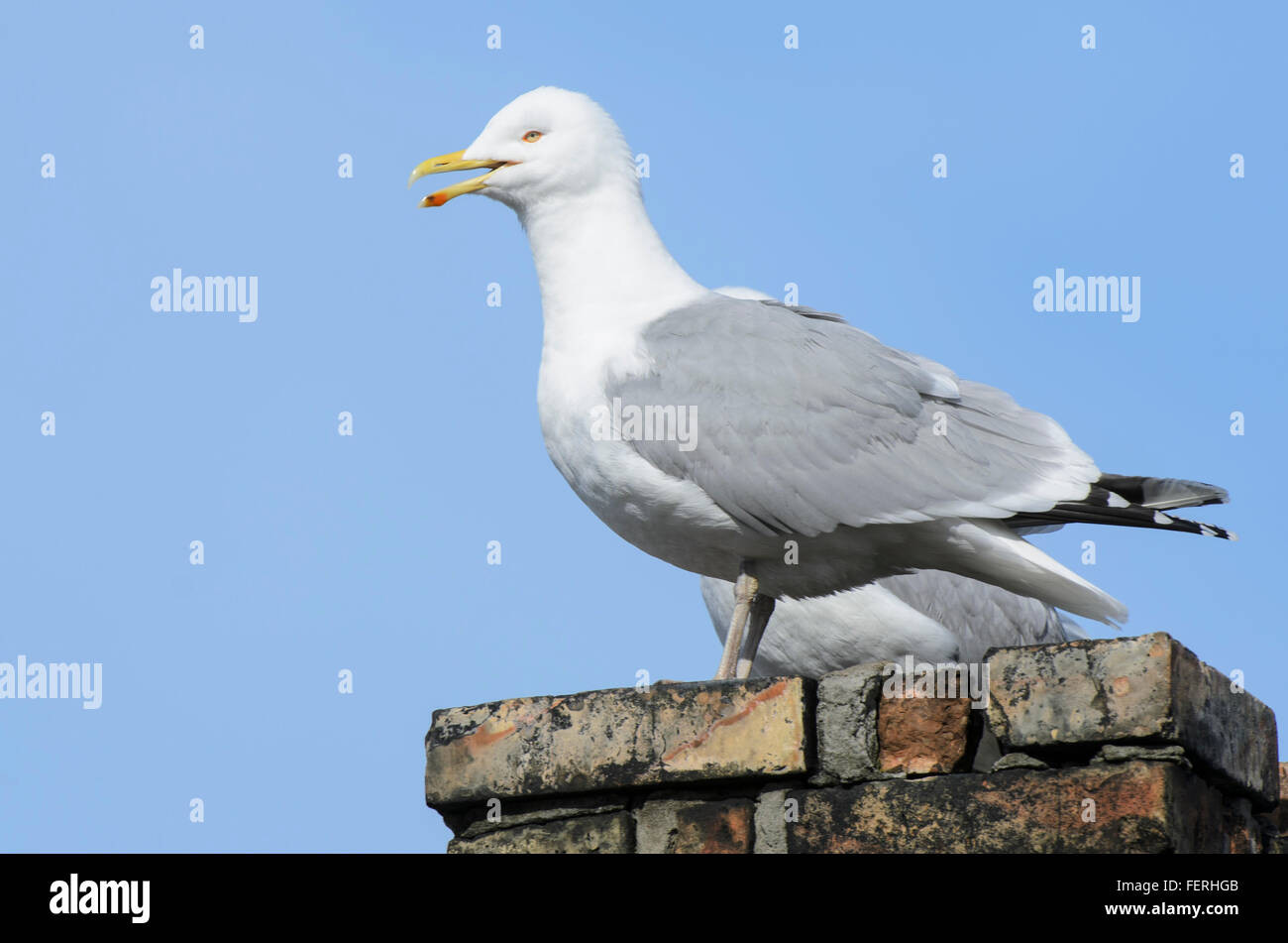 Herring Gull Larus argentatus chiamando su un camino Foto Stock