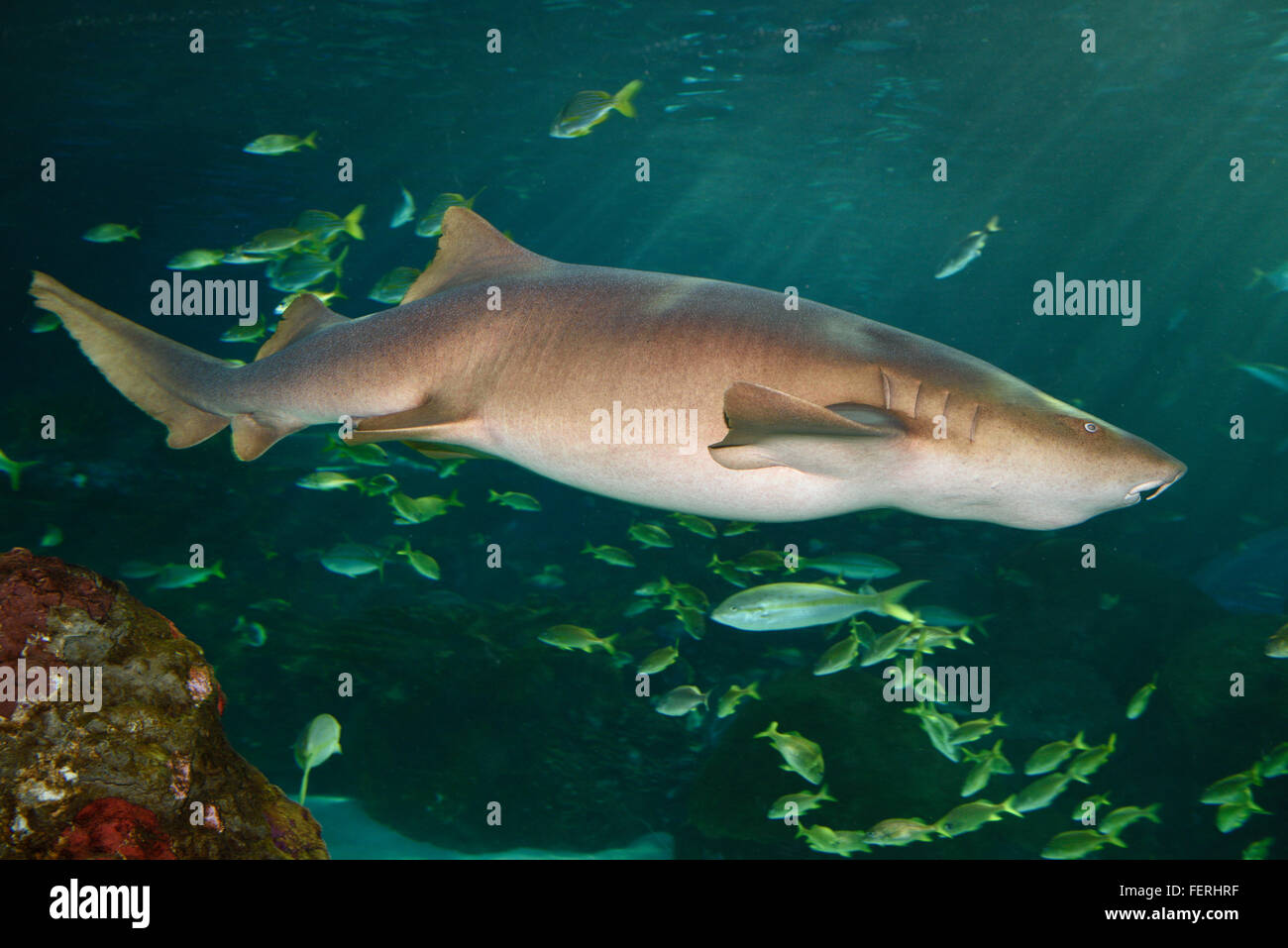 Un marrone squalo nutrice con barbigli nuoto con le scuole di pesce Foto Stock