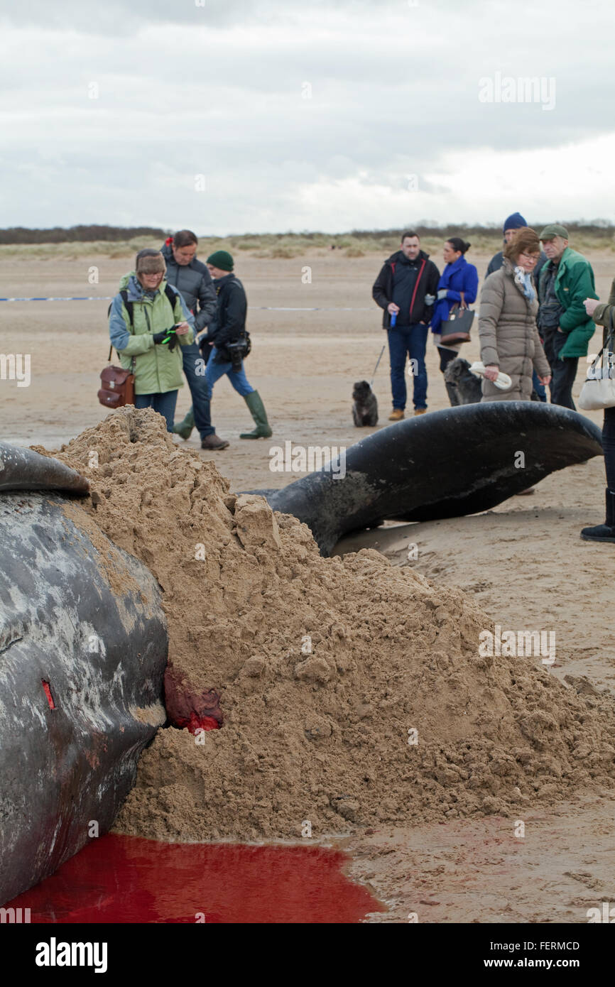 Capodoglio (Physeter macrocephalus) . Estremità di coda di un 14 metri di lunghezza della spiaggiata animale, Hunstanton, North Norfolk, Regno Unito. 5 febbraio 2 Foto Stock