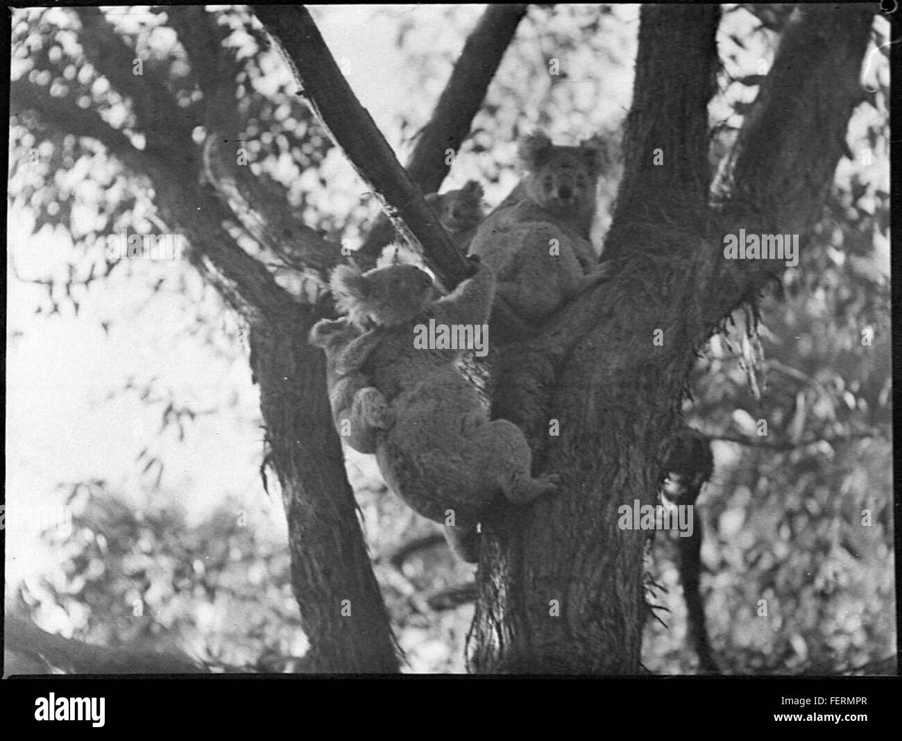 Battesimo della porta al parco dei Koala, 1938 da Sam Foto Stock