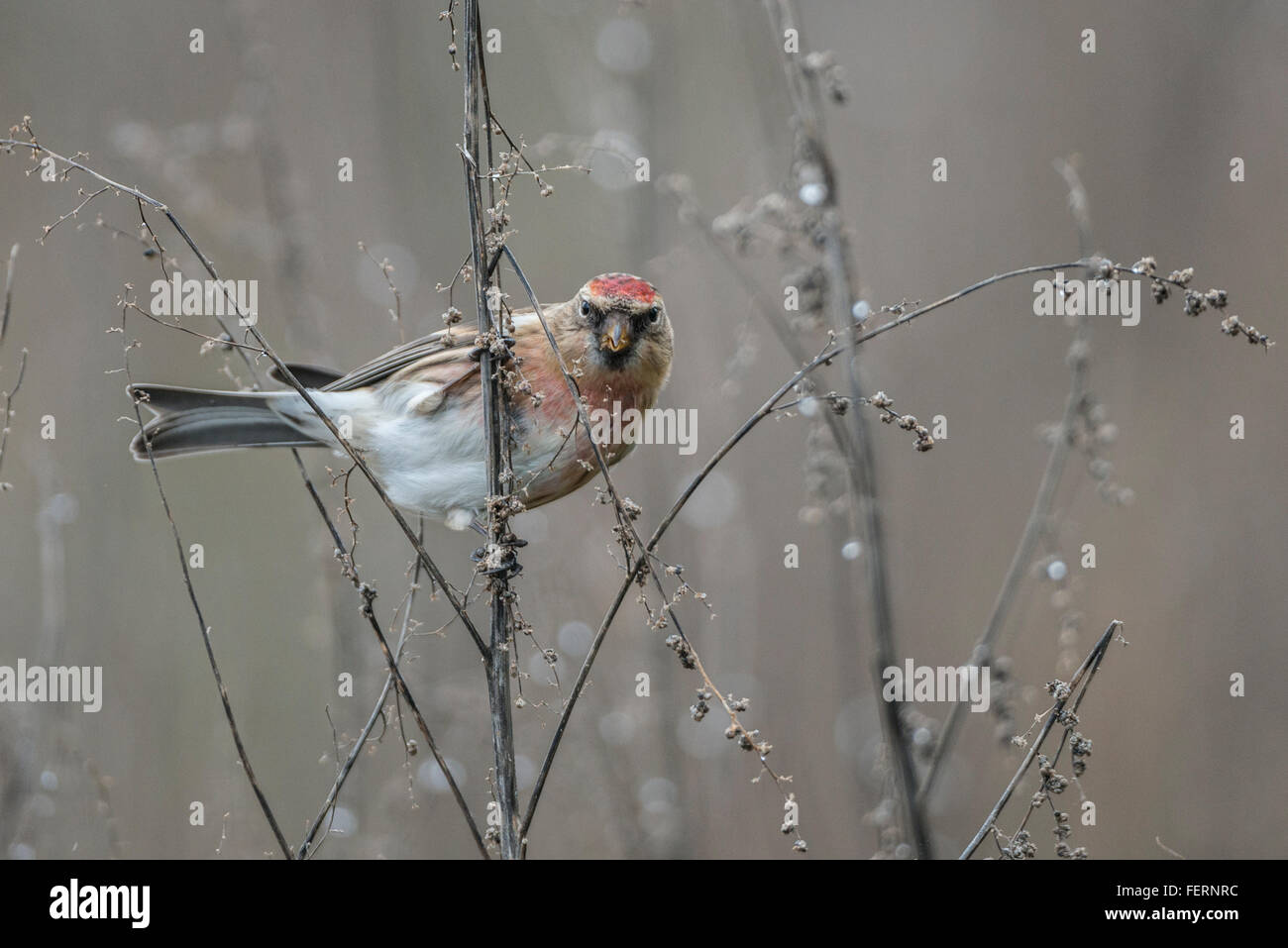 Redpoll minore (cabaret Acanthio) Foto Stock