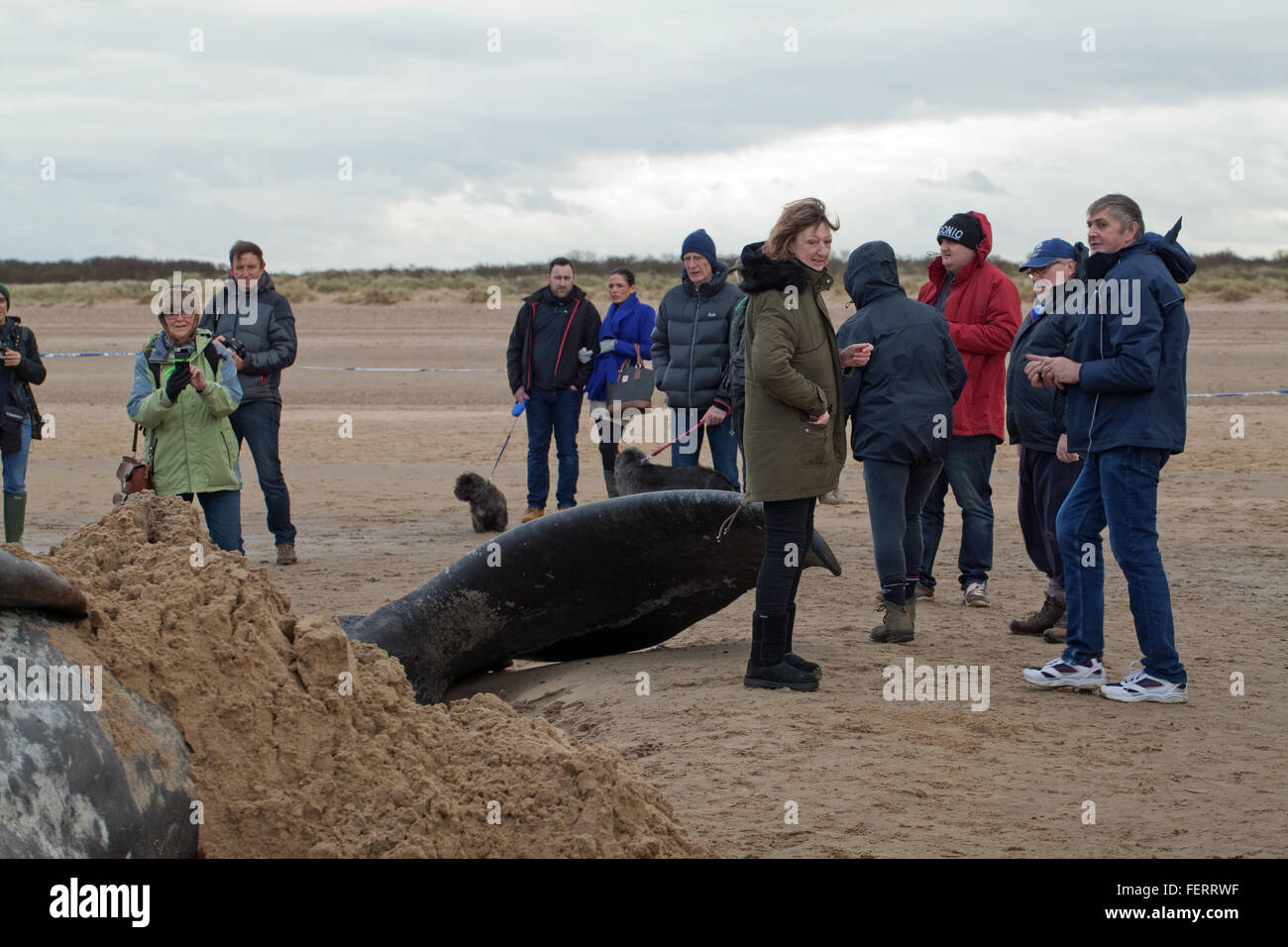 Capodoglio (Physeter macrocephalus) . Estremità di coda di un 14 metri di lunghezza della spiaggiata animale, Hunstanton, North Norfolk, Regno Unito. 5° febbraio 2016 Foto Stock