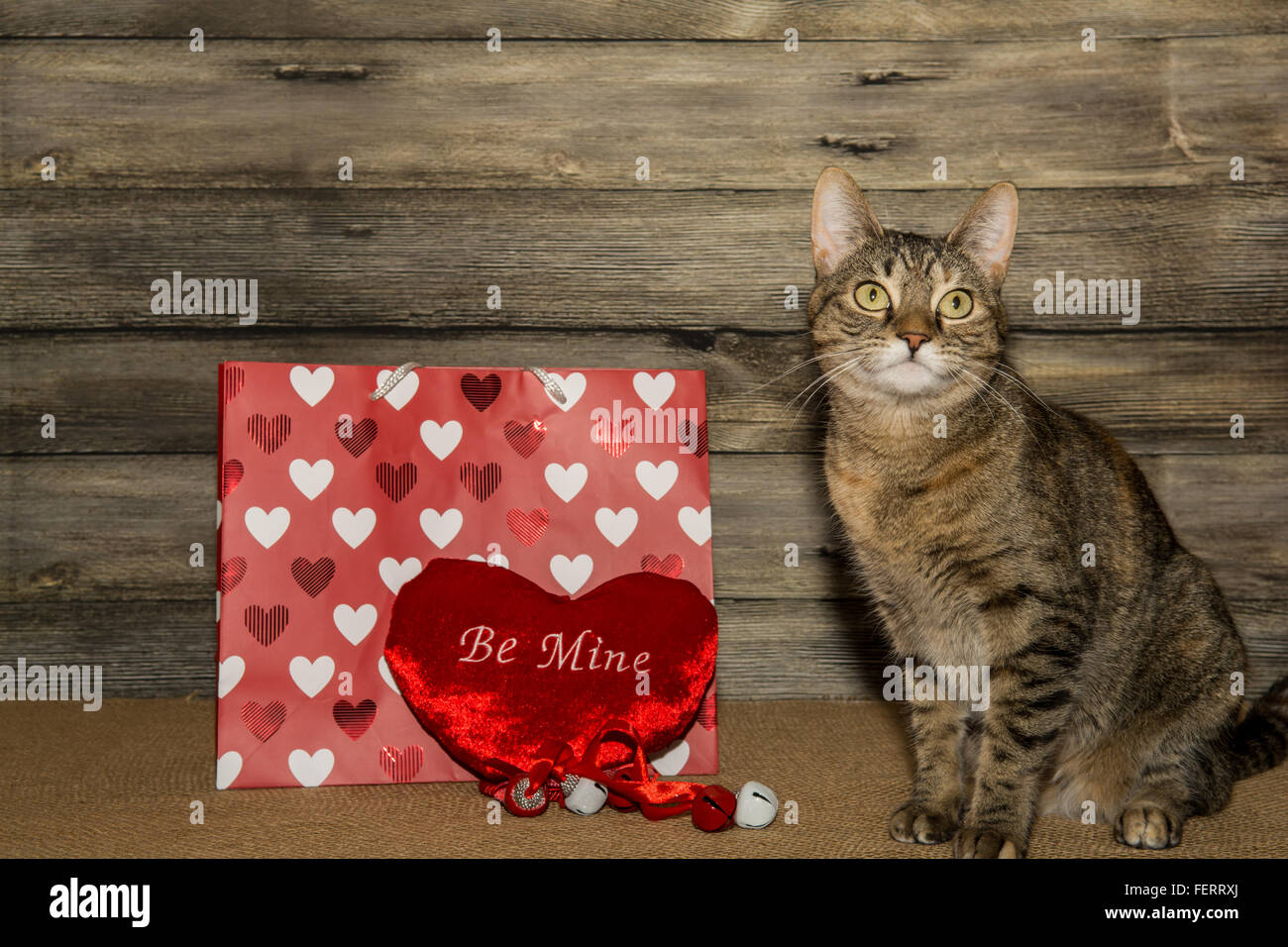 Gatto San Valentino Immagini e Fotos Stock - Alamy