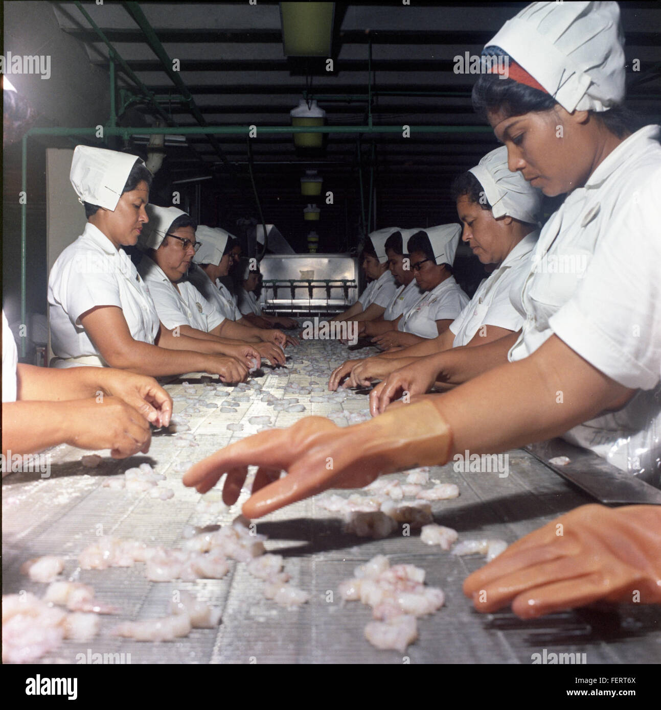 Questa fotografia del 1970 mostra il porto di Brownsville, Texas, con particolare attenzione alle operazioni di imballaggio dei gamberetti. L'immagine evidenzia l'importanza del porto per l'industria ittica e l'economia della regione. Foto Stock
