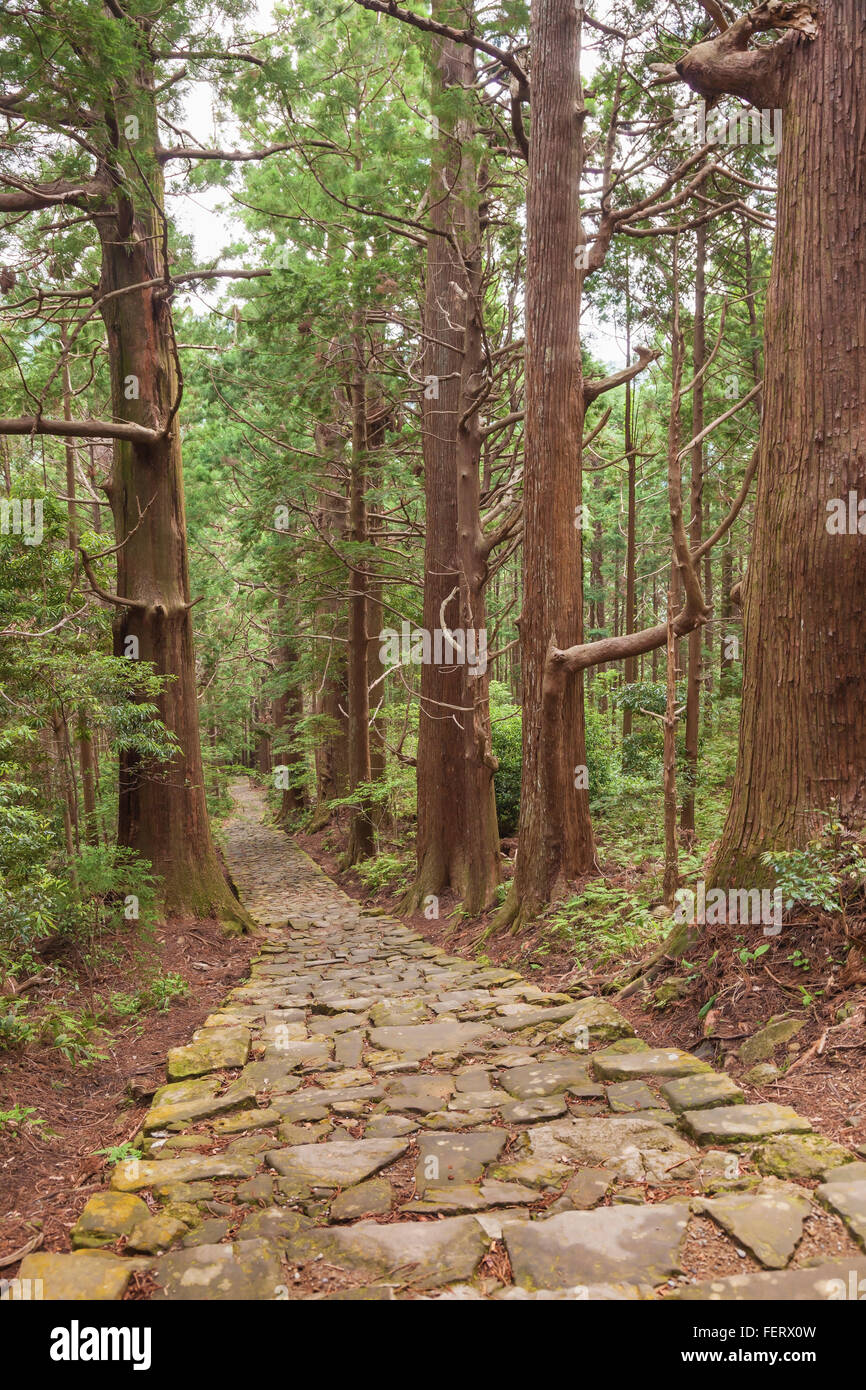 Vecchio albero della Foresta di Pietra e Trail nel percorso del pellegrinaggio. Kii Mountain, Kumano pensinsula Kansai, prefettura di Wakayama, Giappone, Asia. Foto Stock