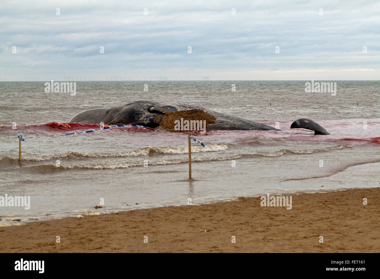 Capodoglio (Physeter macrocephalus) . Corpo di un 14 metri di lunghezza della spiaggiata animale, Hunstanton, North Norfolk, Regno Unito. 5 febbraio 2016. Foto Stock