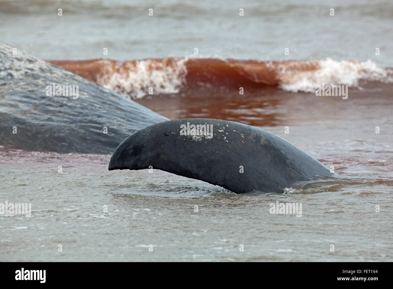 Capodoglio (Physeter macrocephalus) . Fluke di coda di fine di un 14 metri di lunghezza della spiaggiata animale, Hunstanton, North Norfolk, Regno Unito. 2016 Foto Stock