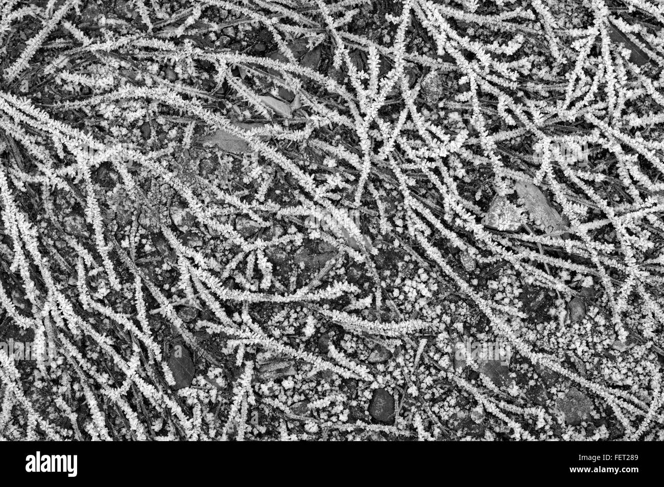 Close up di un letto di frosty ramoscelli giacente a terra Foto Stock