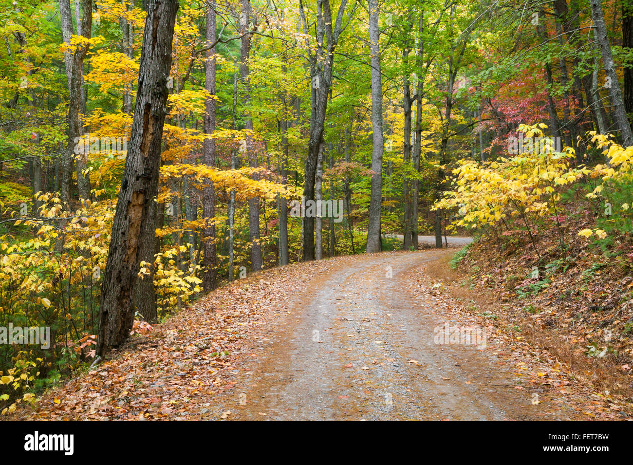 Caduta delle Foglie lungo la ricca strada di montagna nel Parco Nazionale di Great Smoky Mountains. Foto Stock