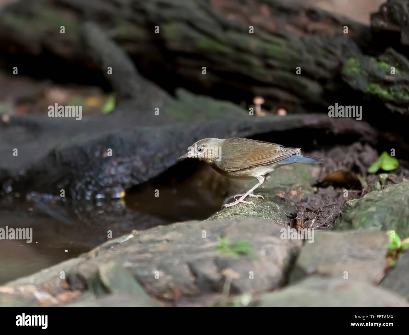 Siberiano robin blu sul lungomare (Luscinia cyane), femmina, Kaeng Krachan National Park, Phetchaburi, Thailandia Foto Stock