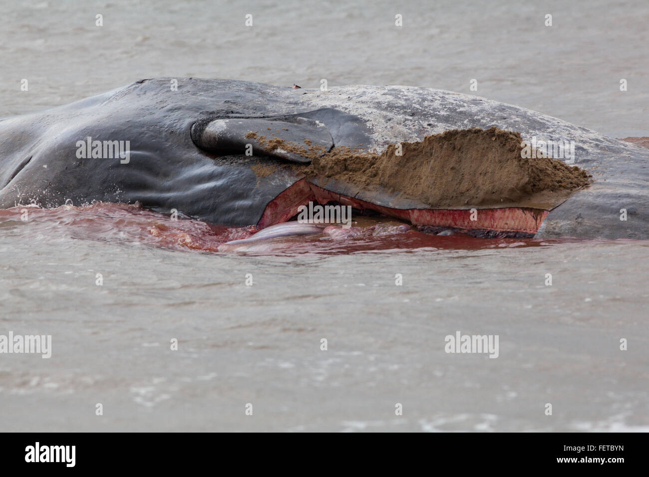 Capodoglio (Physeter macrocephalus) . Corpo di un 14 metri di lunghezza della spiaggiata animale, Hunstanton, North Norfolk, Regno Unito. 5 febbraio 2016. Foto Stock