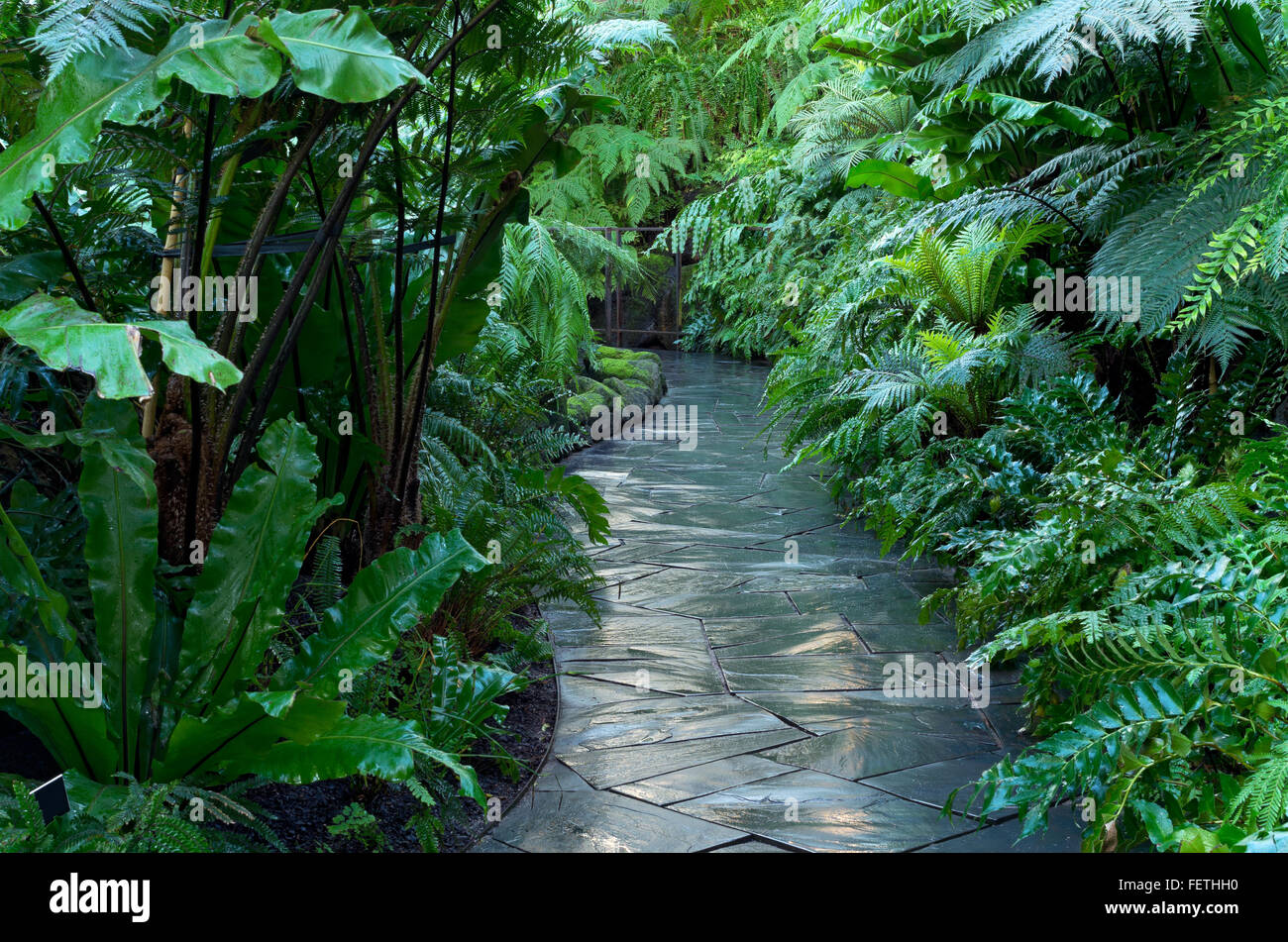 Passeggiata attraverso il verde lussureggiante giungla tropicale di felce flora Foto Stock