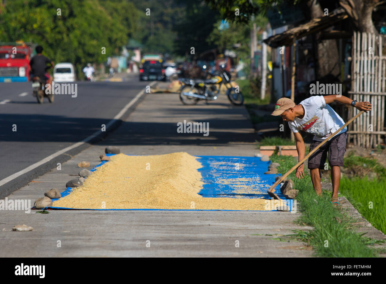 Il metodo tradizionale di essiccazione riso trebbiato,Negros Occidental,Filippine Foto Stock