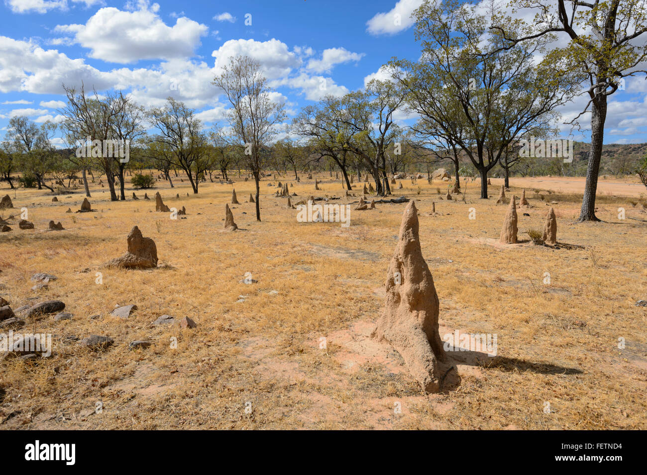 Termite tumuli, Golfo di Savannah, Queensland, Australia Foto Stock