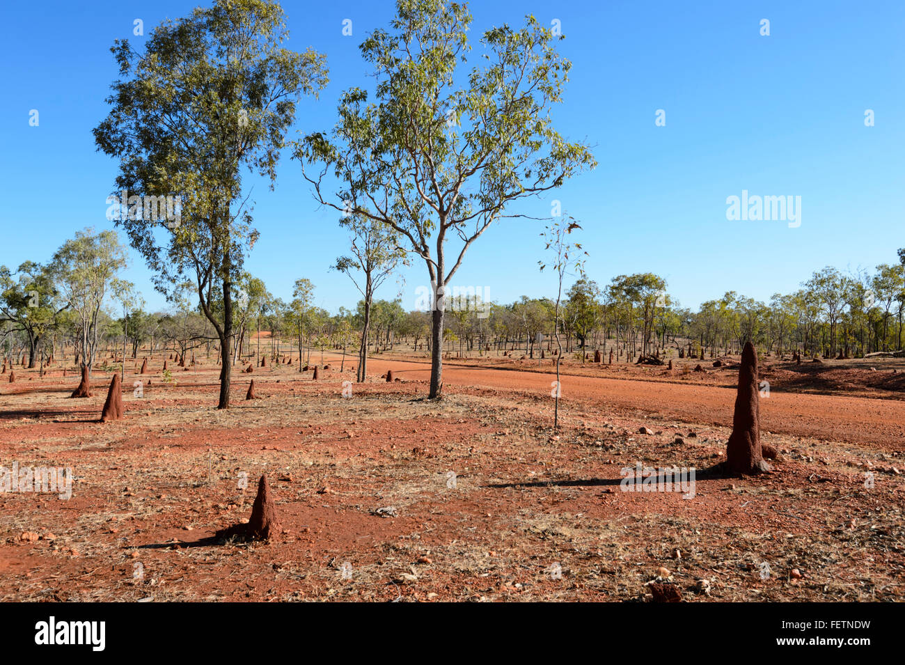 Termite tumuli, Golfo di Savannah, Queensland, Australia Foto Stock